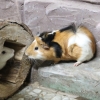 Морская свинка (Cavia porcellus)