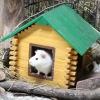 Морская свинка (Cavia porcellus)