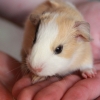 Морская свинка (Cavia porcellus)