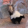 Скунс полосатый (Mephitis mephitis)
