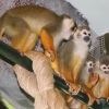 Беличий саймири (Saimiri sciureus)