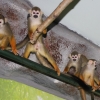 Беличий саймири (Saimiri sciureus)