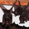 Гигантская летучая лисица (Pteropus vampyrus)