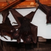 Гигантская летучая лисица (Pteropus vampyrus)