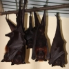 Гигантская летучая лисица (Pteropus vampyrus)