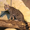 Оцелот (Leopardus pardalis)