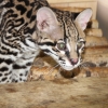 Оцелот (Leopardus pardalis)