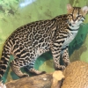 Оцелот (Leopardus pardalis)