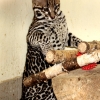 Оцелот (Leopardus pardalis)