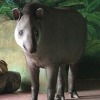 Равнинный тапир (Tapirus terrestris)