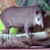 Равнинный тапир (Tapirus terrestris)