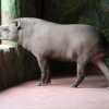Равнинный тапир (Tapirus terrestris)