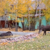 Равнинный тапир (Tapirus terrestris)