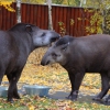 Равнинный тапир (Tapirus terrestris)