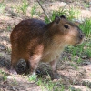 Капибара (Hydrochoerus hydrochaeris)