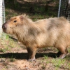 Капибара (Hydrochoerus hydrochaeris)