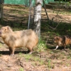 Капибара (Hydrochoerus hydrochaeris)