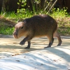 Капибара (Hydrochoerus hydrochaeris)