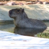 Капибара (Hydrochoerus hydrochaeris)