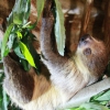Двупалый ленивец (Choloepus didactylus)