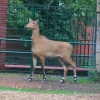 Нильгау (Boselaphus tragocamelus)