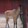 Нильгау (Boselaphus tragocamelus)