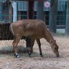 Нильгау (Boselaphus tragocamelus)