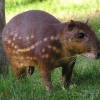 Пака (Cuniculus paca)