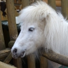 Американская миниатюрная лошадь (American miniature horse)