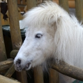 Американская миниатюрная лошадь (American miniature horse)