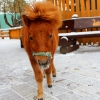 Американская миниатюрная лошадь (American miniature horse)