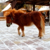 Американская миниатюрная лошадь (American miniature horse)