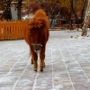 Американская миниатюрная лошадь (American miniature horse)