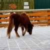 Американская миниатюрная лошадь (American miniature horse)