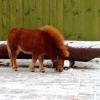 Американская миниатюрная лошадь (American miniature horse)
