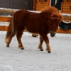 Американская миниатюрная лошадь (American miniature horse)