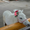 Американская миниатюрная лошадь (American miniature horse)