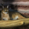 Каракал (Caracal caracal)
