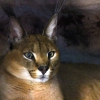 Каракал (Caracal caracal)