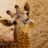 Жираф южноафриканский (Giraffa camelopardalis giraffa)