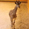 Жираф южноафриканский (Giraffa camelopardalis giraffa)