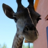 Жираф южноафриканский (Giraffa camelopardalis giraffa)