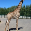 Жираф южноафриканский (Giraffa camelopardalis giraffa)