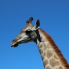 Жираф южноафриканский (Giraffa camelopardalis giraffa)