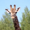 Жираф южноафриканский (Giraffa camelopardalis giraffa)