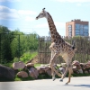 Жираф южноафриканский (Giraffa camelopardalis giraffa)