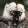 Белолобый лемур (Eulemur albifrons)