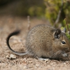 Дегу (Octodon degus)