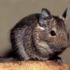 Дегу (Octodon degus)