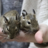 Дегу (Octodon degus)